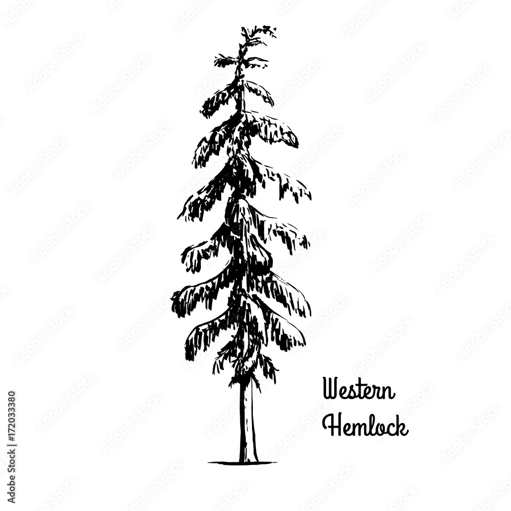 Vector sketch illustration. Black silhouette of Western Hemlock