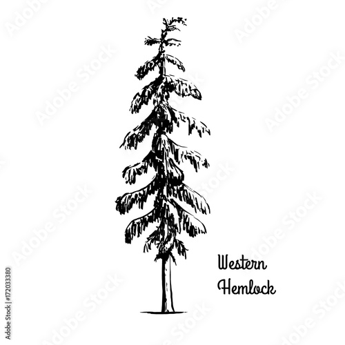 Vector sketch illustration. Black silhouette of Western Hemlock isolated on white background. Drawing of evergreen coniferous plant, Washington state tree. photo