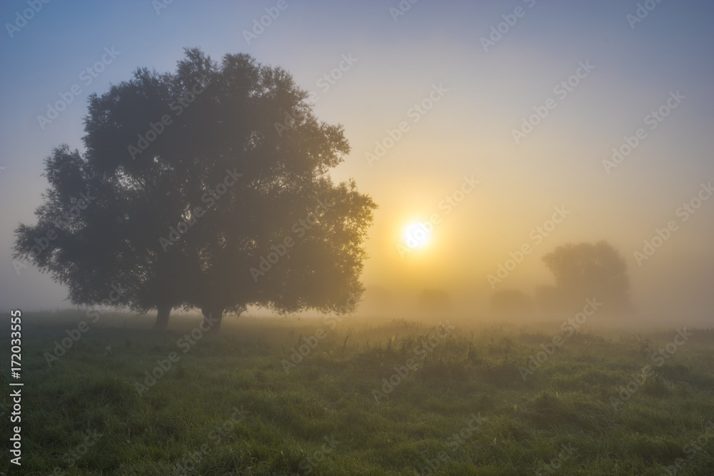beautiful, foggy morning in the summer meadow, trees and grass covered with mist, colorful sky,panorama beautiful, foggy morning in the summer meadow, trees and grass covered with mist, colorful sky,panorama