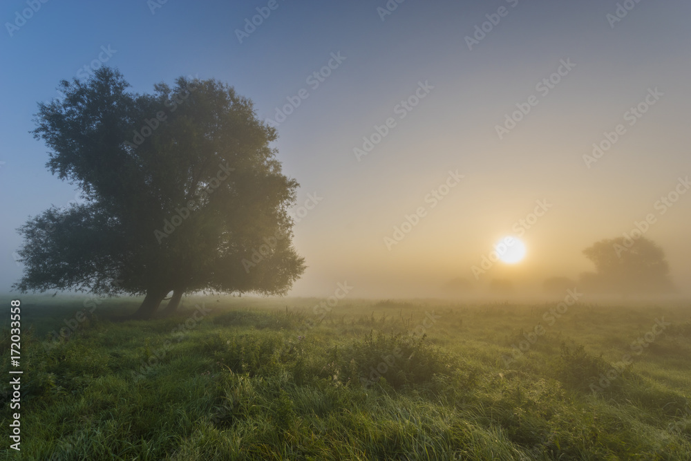 beautiful, foggy morning in the summer meadow, trees and grass covered with mist, colorful sky,panorama