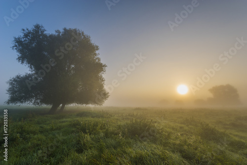 beautiful  foggy morning in the summer meadow  trees and grass covered with mist  colorful sky panorama