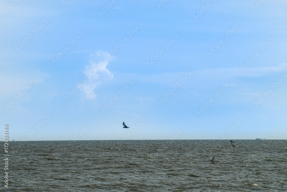 bird fly in the sky above the sea