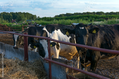 Cows on dairy farm
