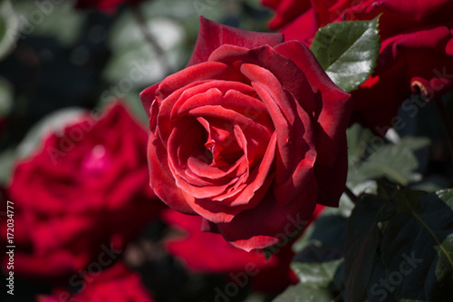 Beautiful fresh roses in close up view