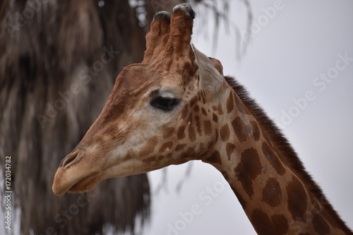 Retrato Jirafa de perfil