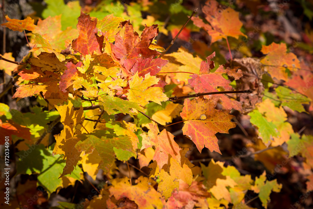 Fall Trees Fall Trees