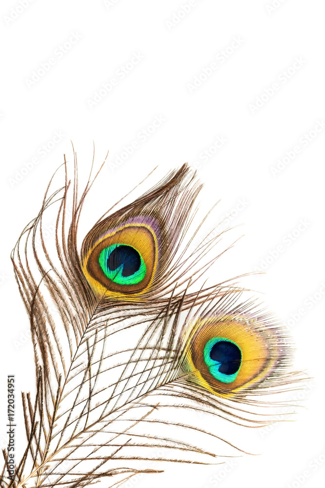 Fototapeta premium Detail of peacock feather on white background