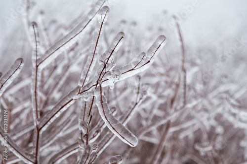 Icy Tree braches