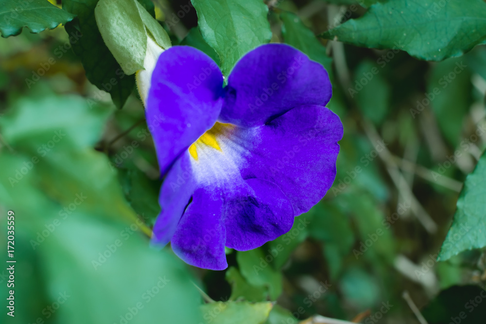 沖縄に咲く青紫色のヤハズカズラの花 Stock Photo Adobe Stock