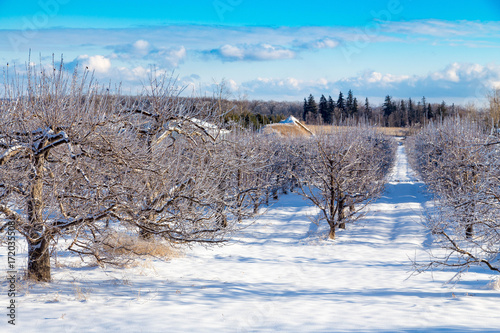 Icy Tree braches