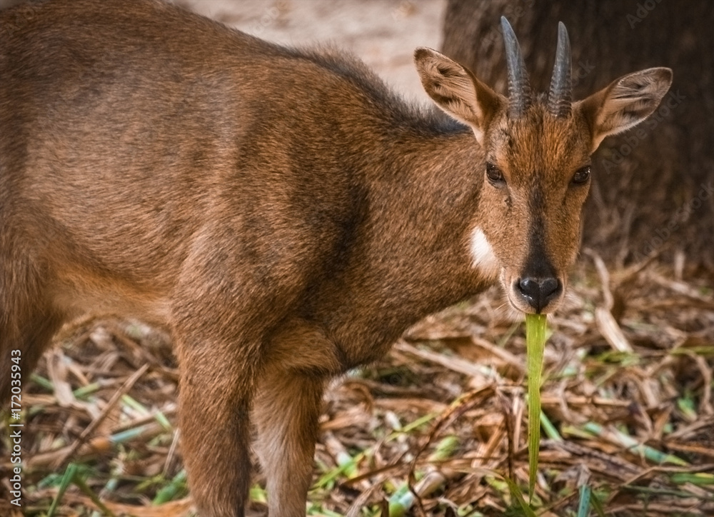 Deer. Deer eating green leaves. Deer looking towards camera.