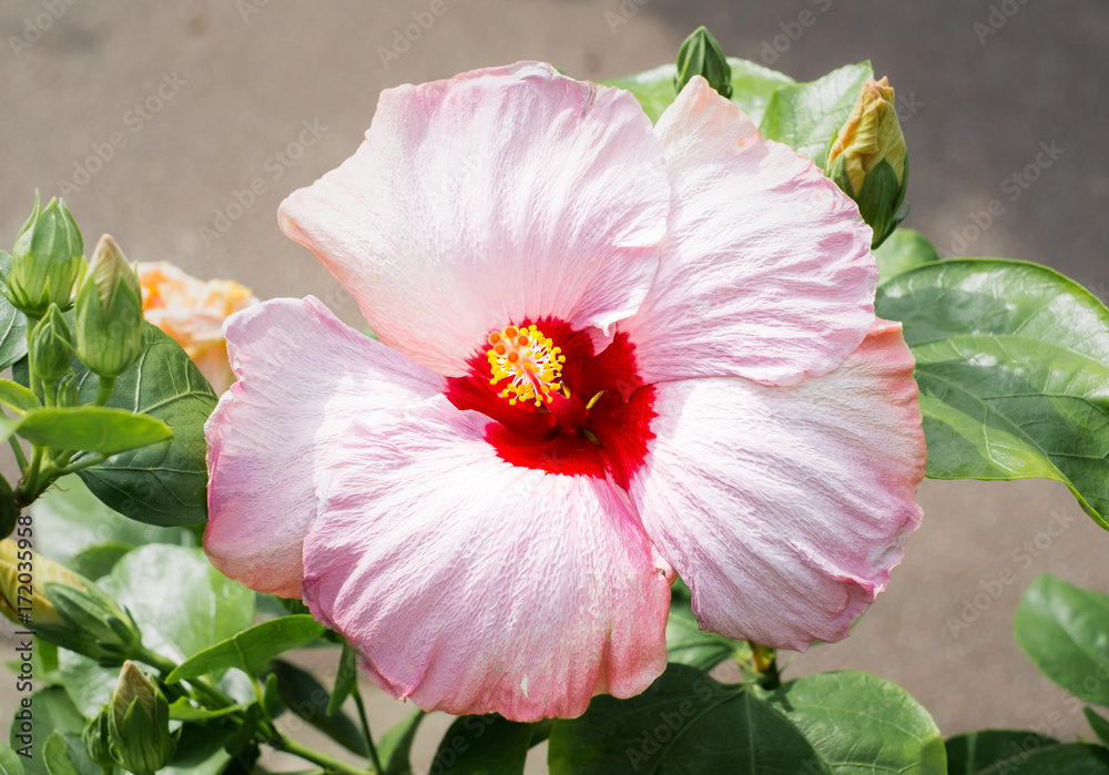 沖縄に咲くピンクのフヨウの花 Stock 写真 Adobe Stock