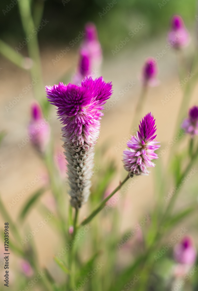 沖縄に咲く真紅のノゲイトウの花 Stock 写真 Adobe Stock 沖縄に咲く真紅のノゲイトウの花 Stock 写真 Adobe Stock
