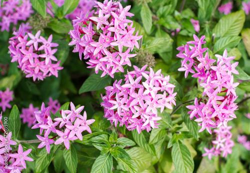 沖縄に咲くピンクのペンタスの花