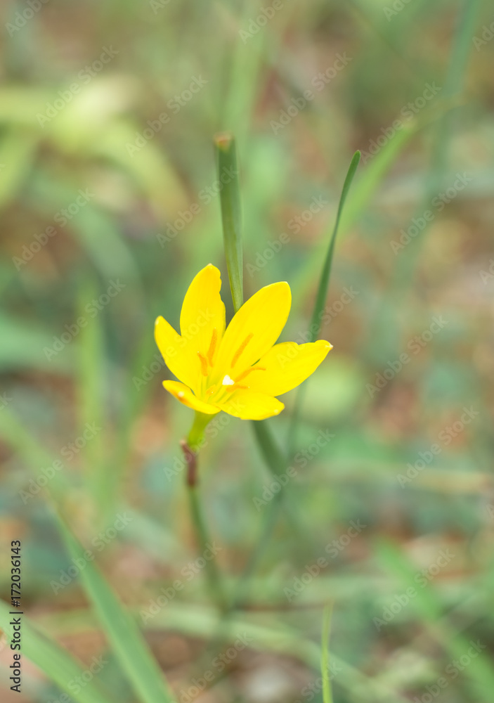 沖縄に咲くコサフランモドキの輝く黄色の花 Stock Photo Adobe Stock