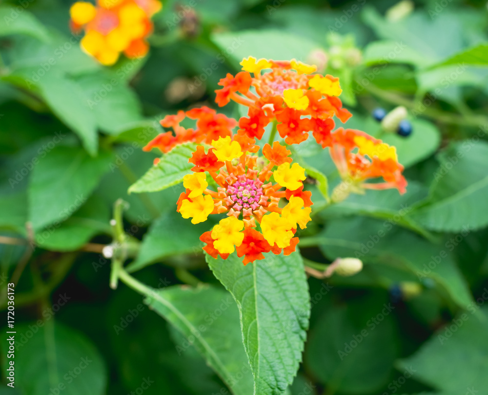 沖縄に咲くランタナの鮮やかな黄色と赤の花 Stock 写真 Adobe Stock
