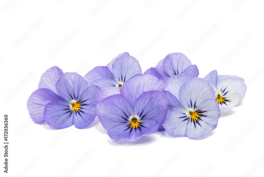Obraz premium pansies isolated