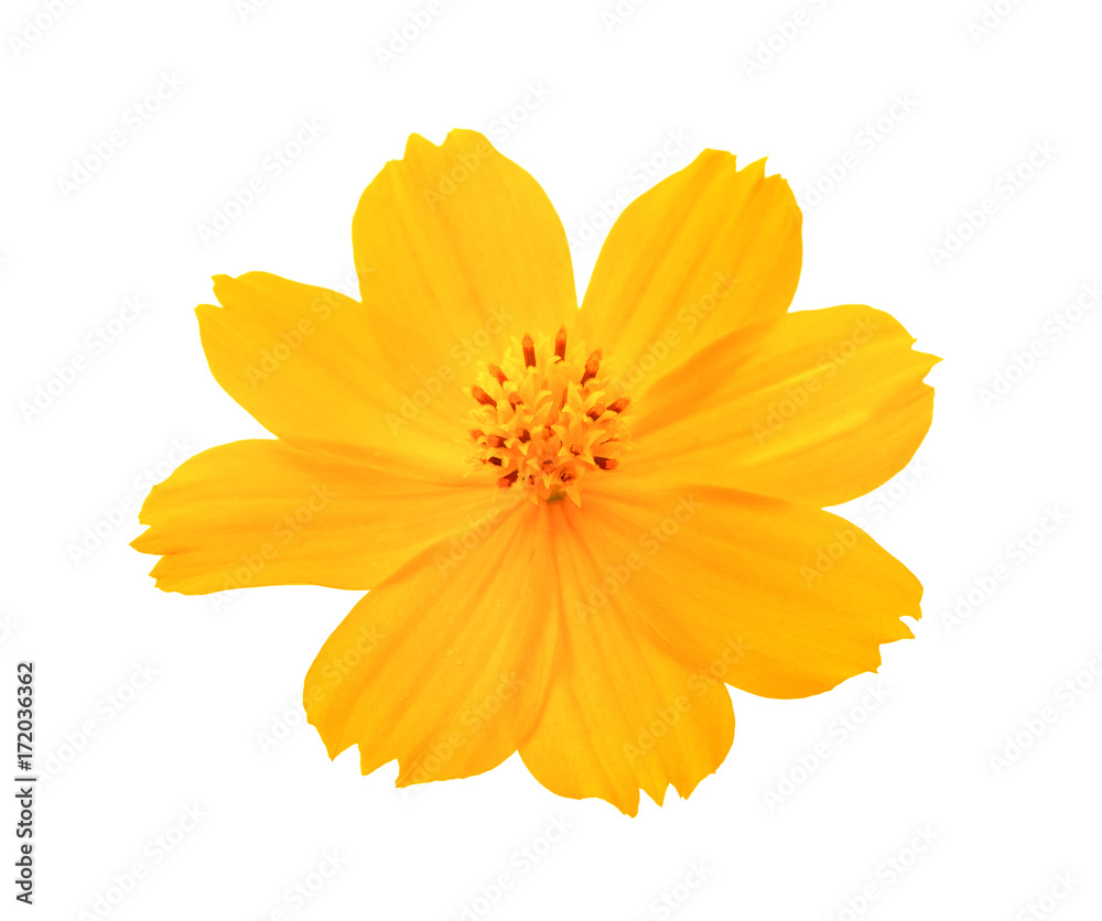 Yellow cosmos flower isolated on white background. Yellow cosmos flower isolated on white background.