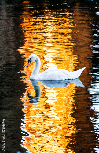 Swan Swimming in a Pond Lit by the Setting Sun