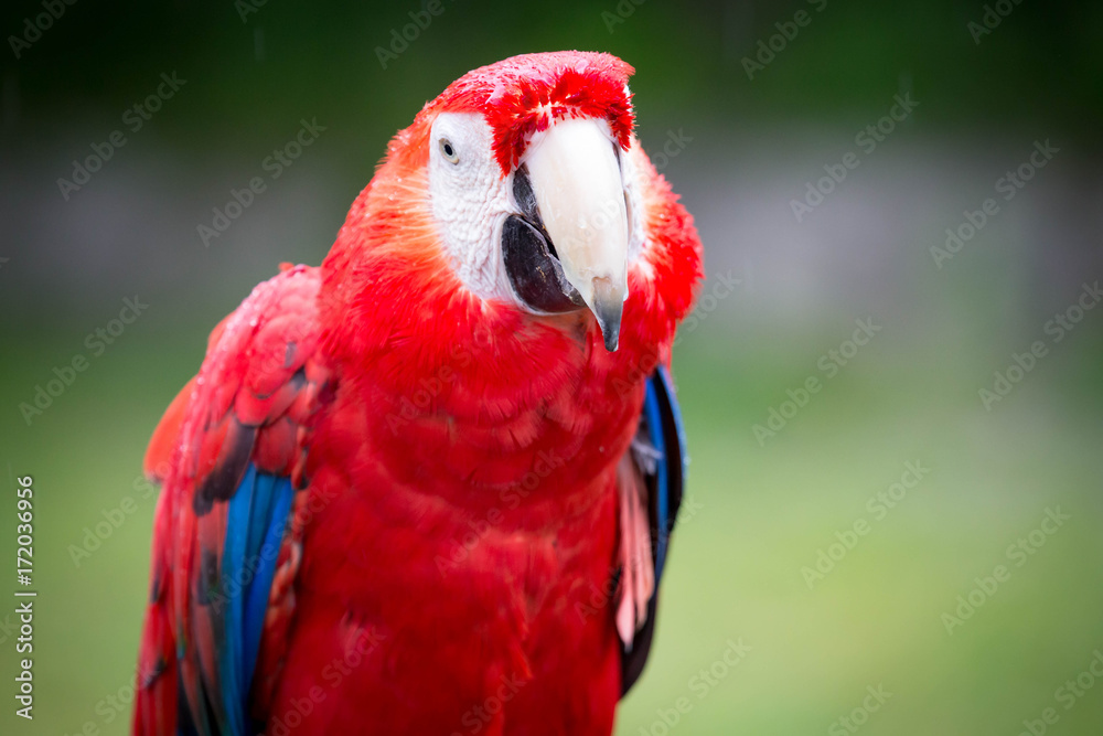 Red Macaw