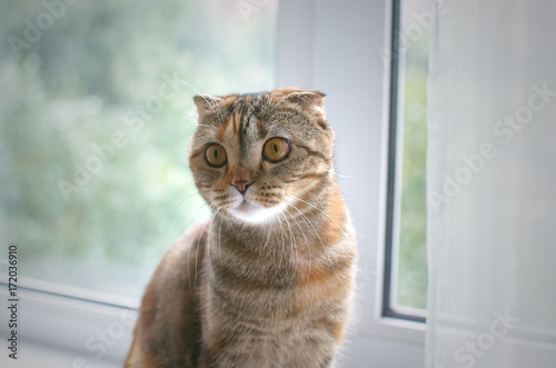 Scottish fold cat sits on the windowsill and looking aside.