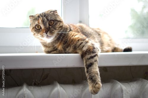 Scottish fold cat the cat lies on the windowsill, dangling his paw.