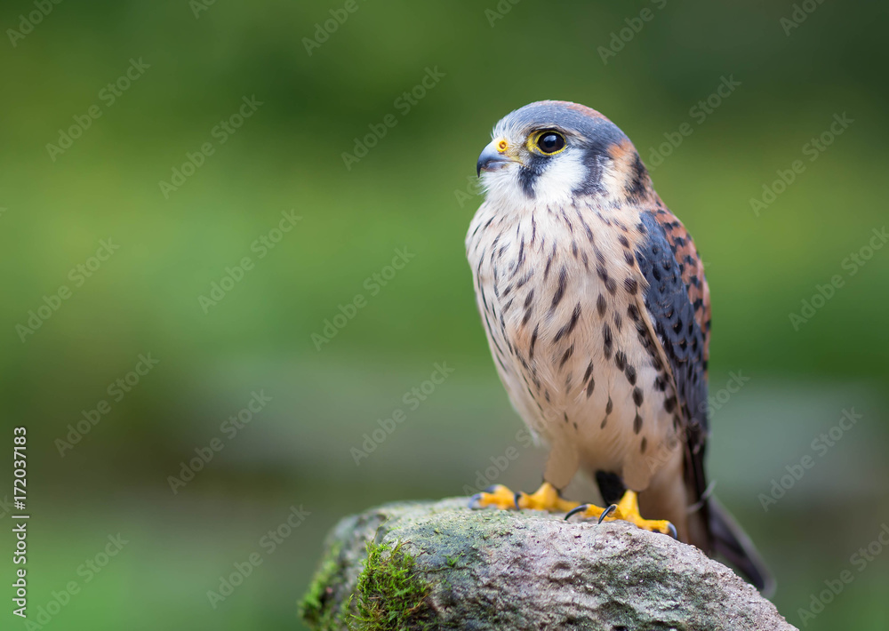 American Kestrel American Kestrel