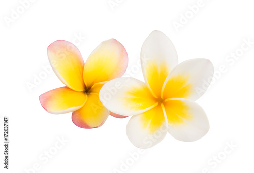 frangipani flower isolated