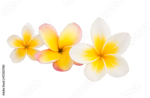 frangipani flower isolated