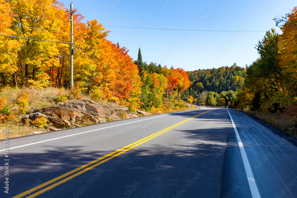 A road along fall trees A road along fall trees