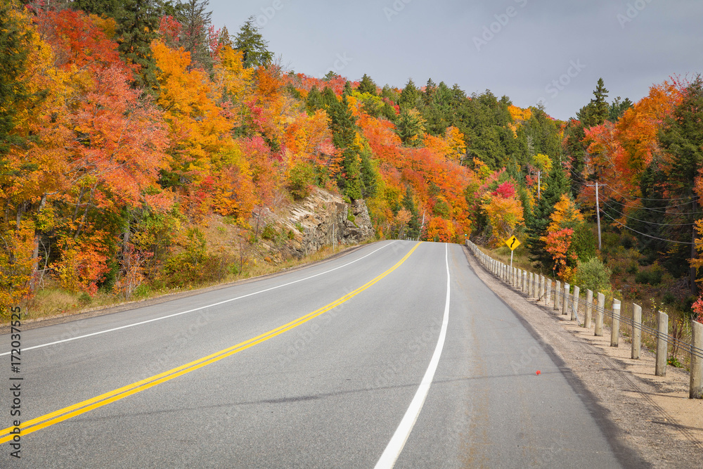 A road with fall trees A road with fall trees