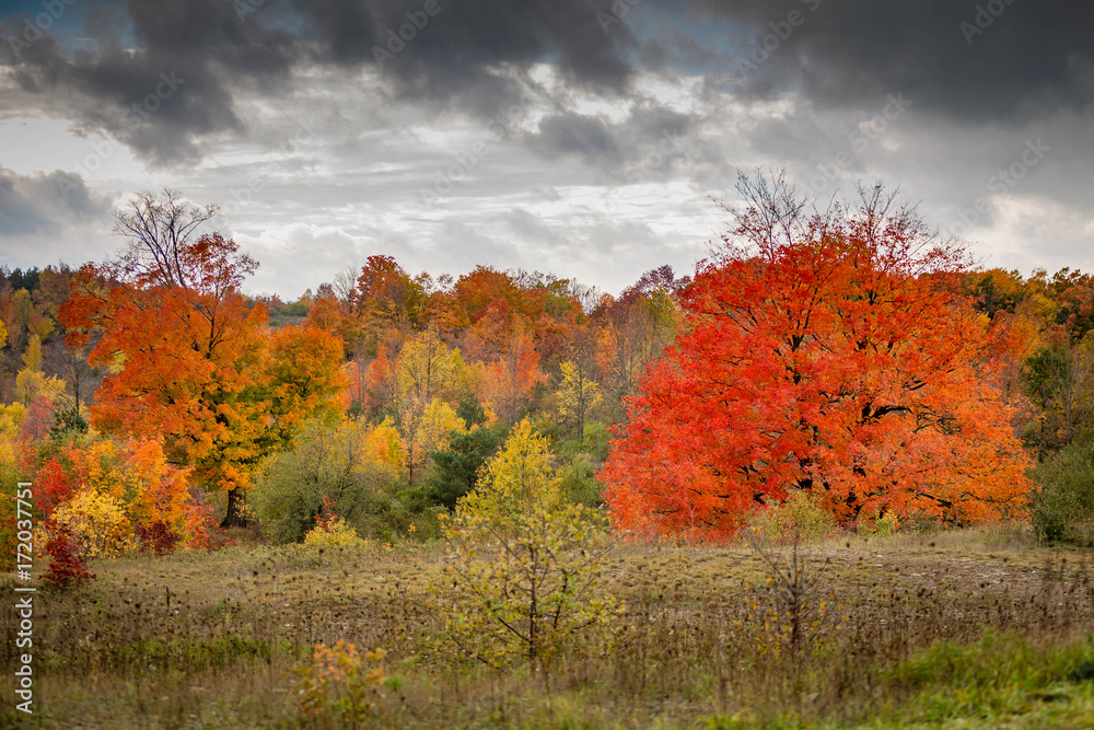 Fototapeta premium Fall trees with clouds