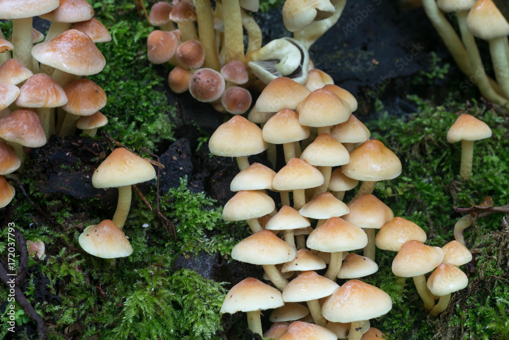 cluster of sulphur tuft (Hypholoma fasciculare ) cluster of sulphur tuft (Hypholoma fasciculare )