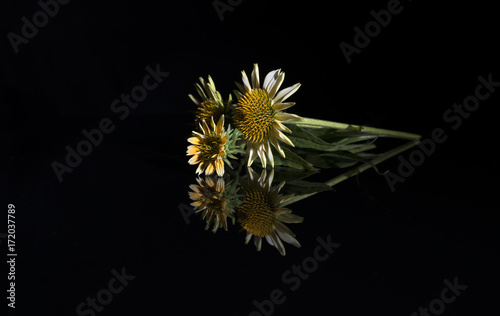 Three yellow coneflowers in simple, elegant arrangement with reflection on black background