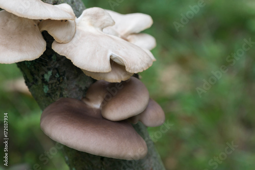oyster mushrooms in forest