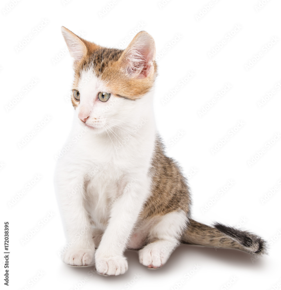 Obraz premium Kotek z pasiastymi włosami na białym tle