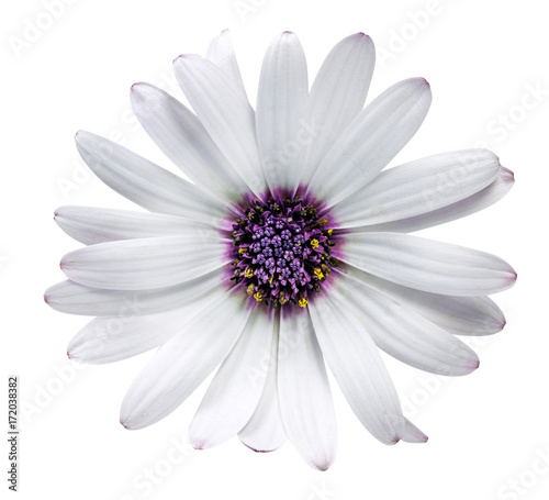Daisy chrysanthemum chamomile isolated on white background