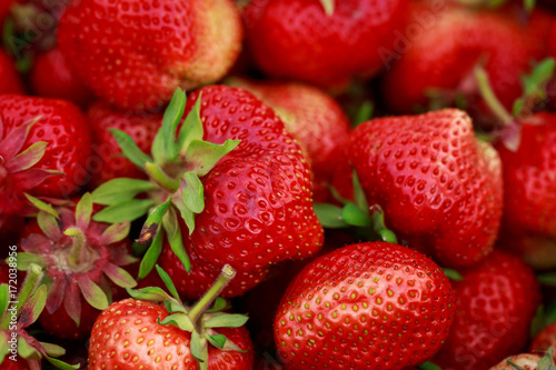 Fototapeta Naklejka Na Ścianę i Meble -  red ripe strawberries