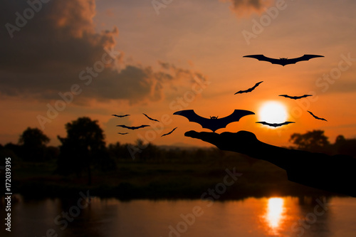 hand devil liberate bat with silhouettes and water reflect Before sunset in Halloween day Concept background