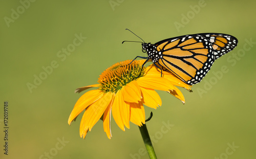 Newly emerged Monarch butterfly (Danaus plexippus) on yellow coneflower. Natural green background with copy space. © leekris