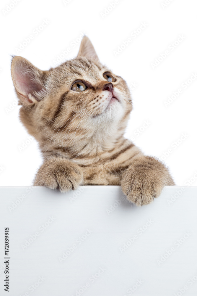 Fototapeta premium Funny cat kitten peeking out of a blank banner, isolated