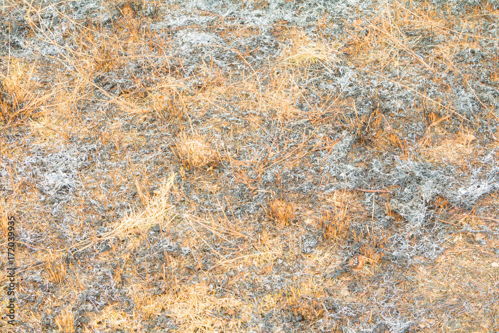 surface burned land grass leaf in summer are ashes. air pollution global warming surface burned land grass leaf in summer are ashes. air pollution global warming
