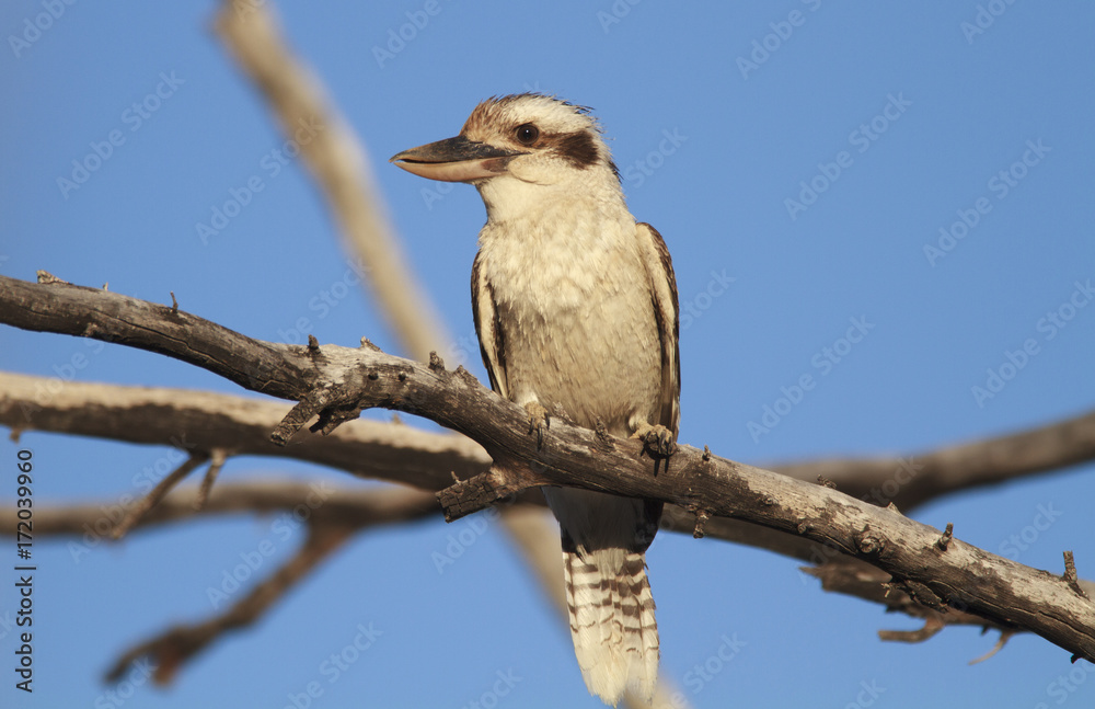 Laughing Kookaburra Laughing Kookaburra