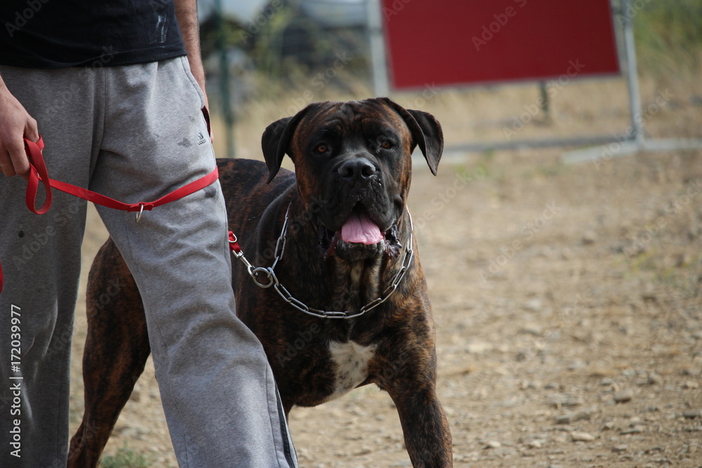 chien cane corso en cours de dressage : obéissance foto de Stock | Adobe  Stock