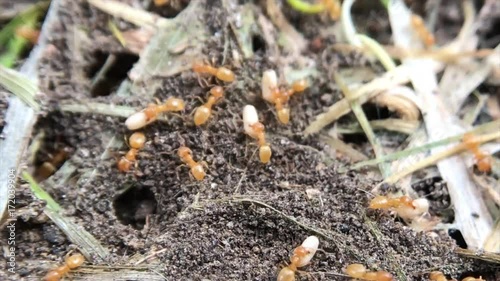 Wallpaper Mural Ants scurrying to bury their eggs underground. Torontodigital.ca