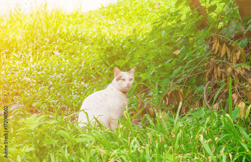 cat white sit relax on green grass beautiful and light.sun yellow with space add text © pramot48