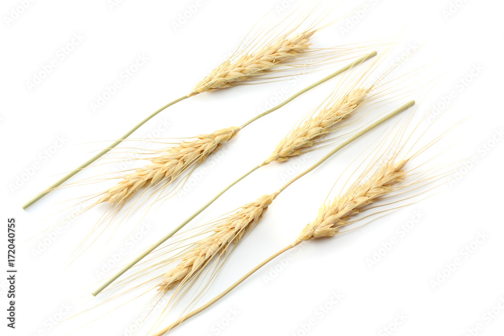 spikelets of wheat isolated on white background. top view spikelets of wheat isolated on white background. top view