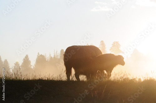 Bison Silhouttes at Dawn