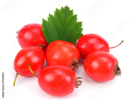 hawthorn berries with green leaf isolated on white. Clipping Path