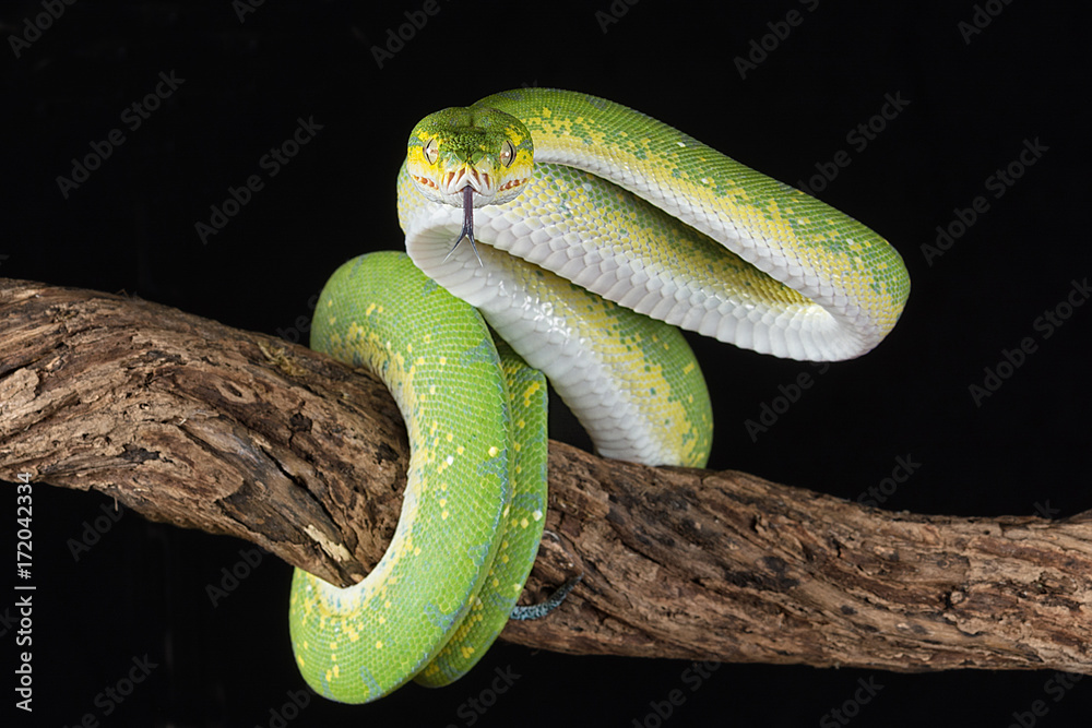 Fototapeta premium a green tree python wrapped around a branch with its tongue out about to strike against a black background